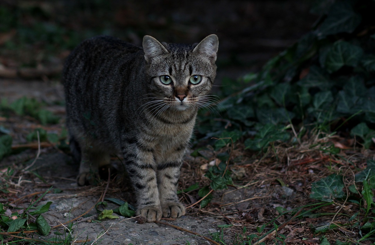 cat stripes gray free photo