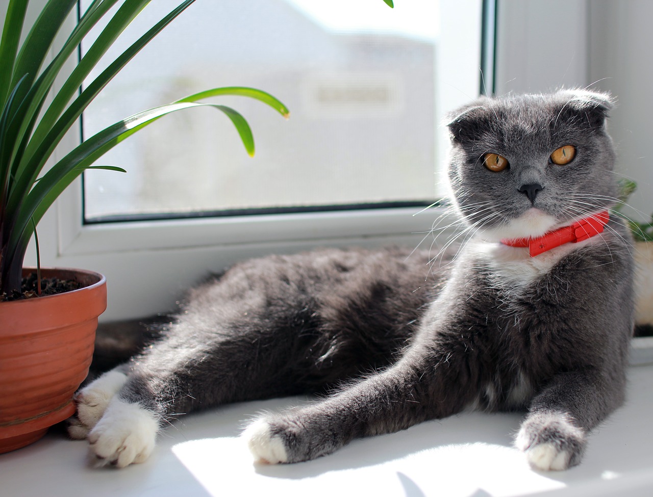 cat british on the windowsill free photo