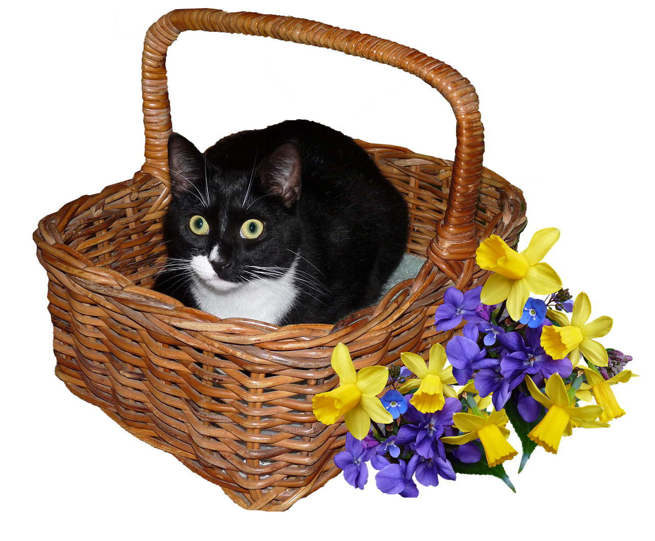 cat basket flowers free photo