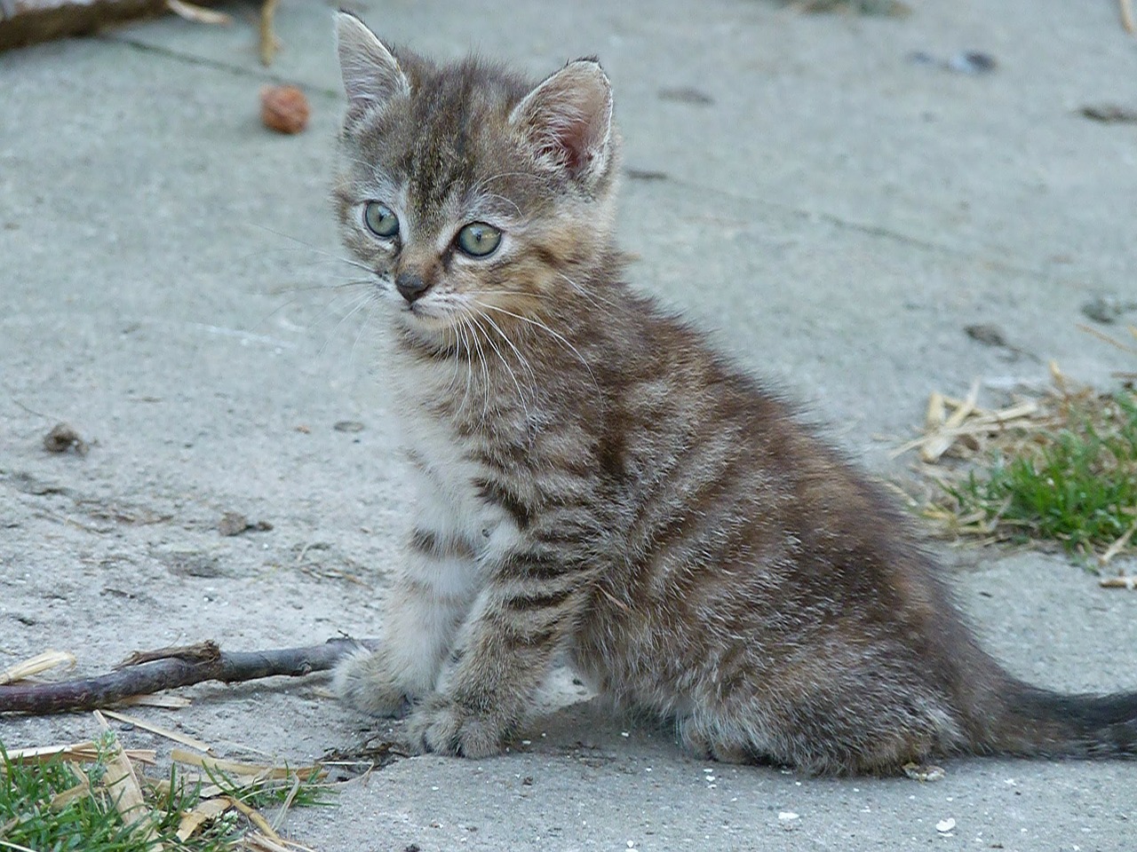 cat animal young free photo