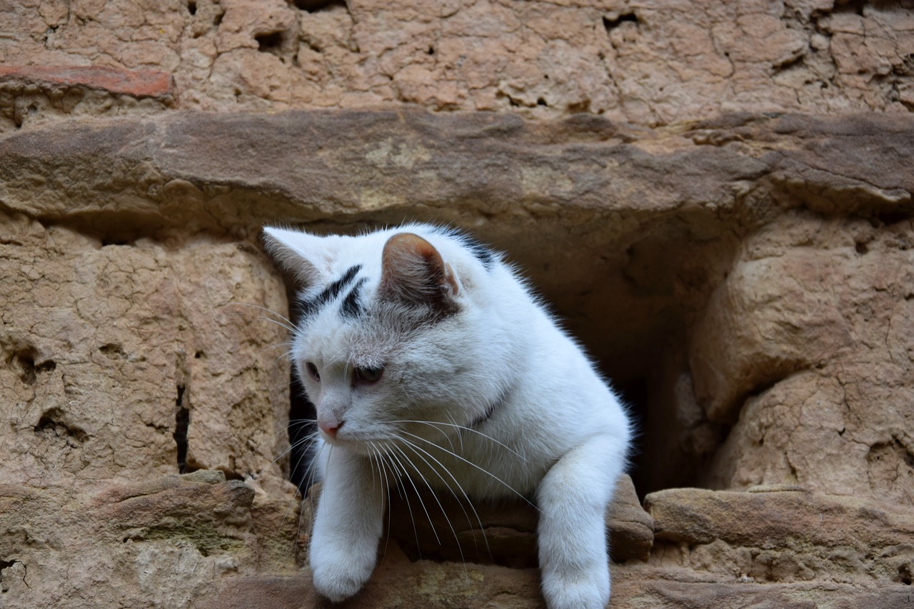 cat domestic cat animal free photo