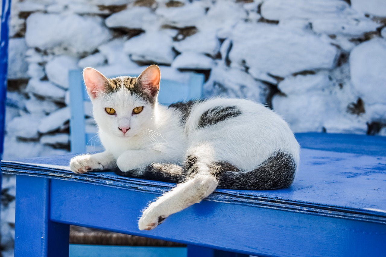 cat outdoor animal free photo