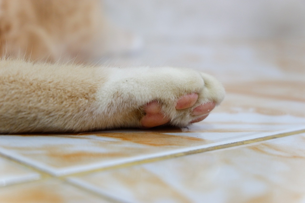 cat paws pets free photo