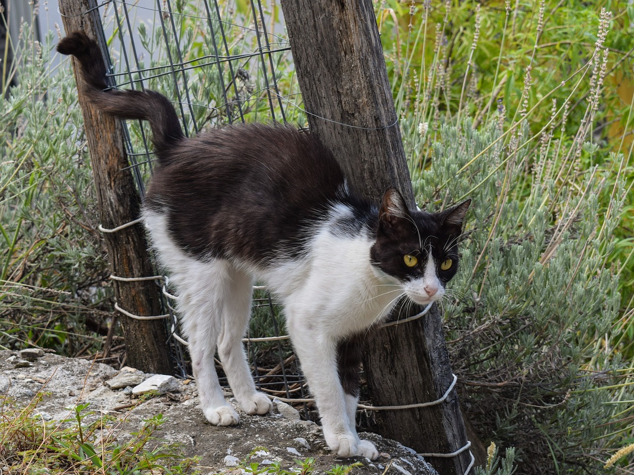 cat stray animal free photo