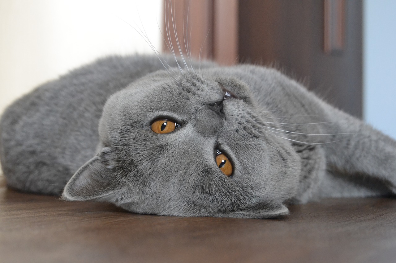 cat british cat blue free photo