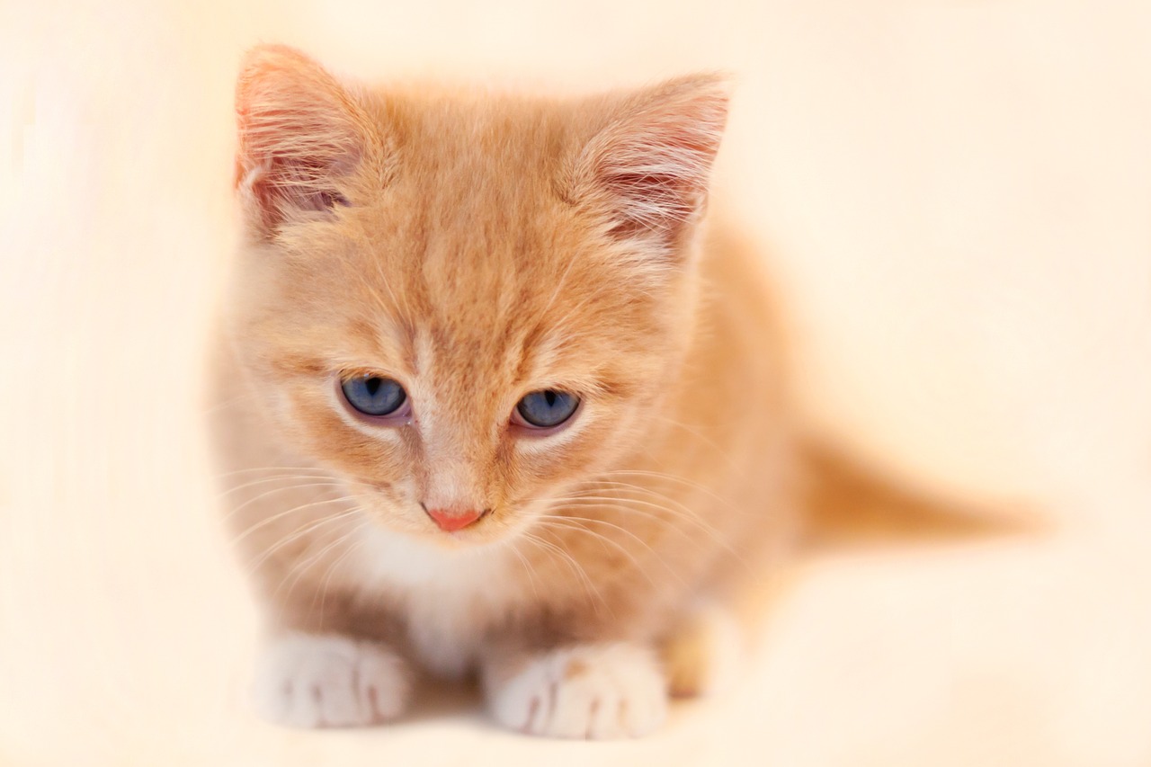 cat kitten cute free photo