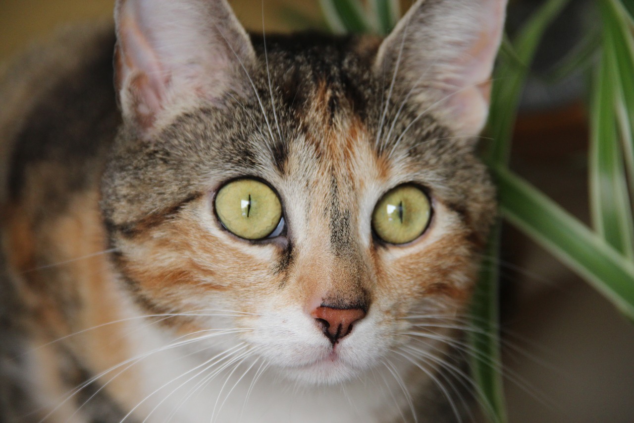 cat domestic cat cat's eyes free photo