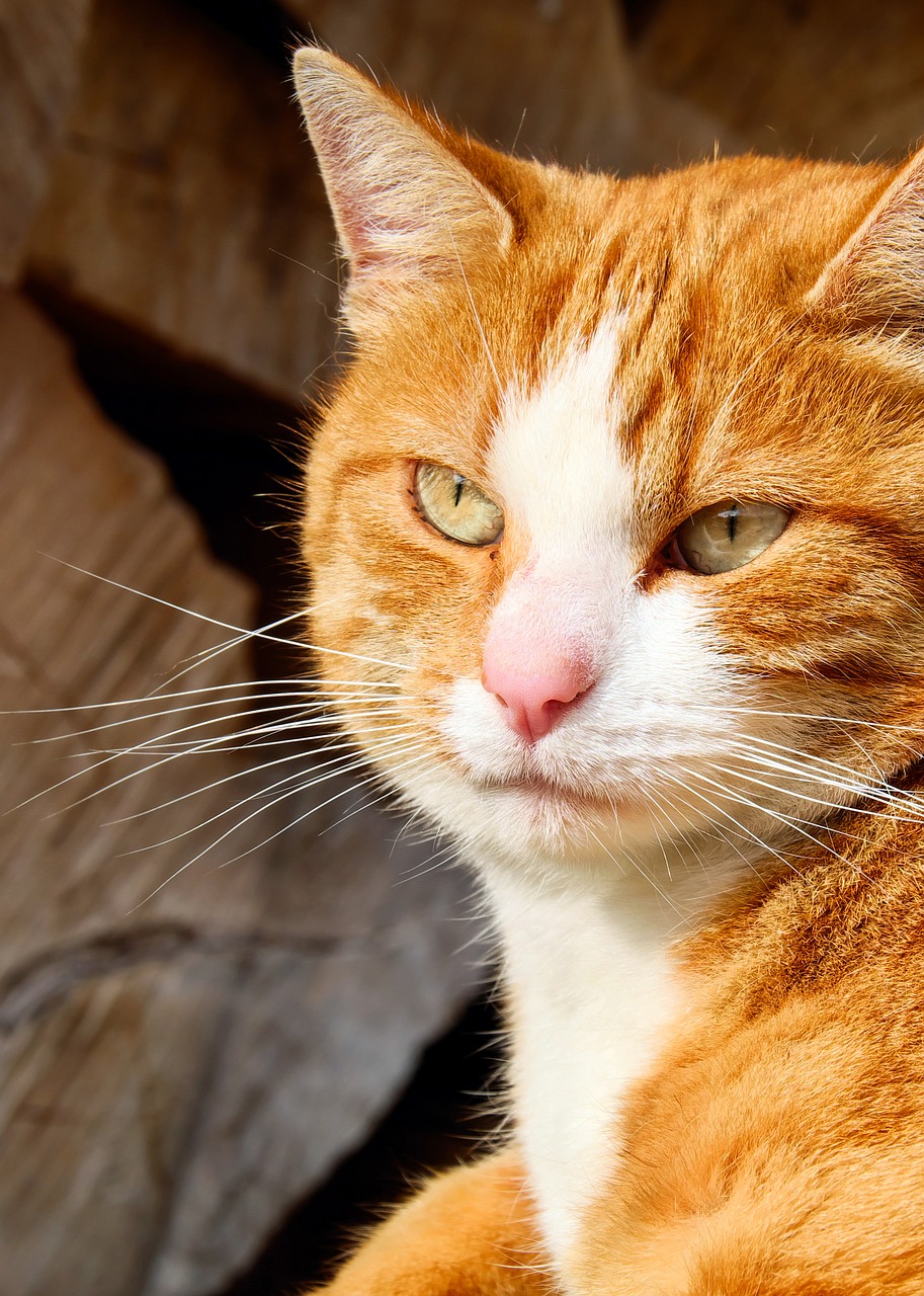 cat mackerel portrait free photo