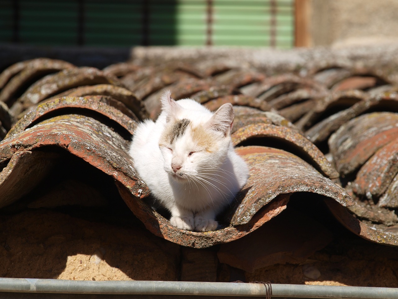 cat about roof free photo