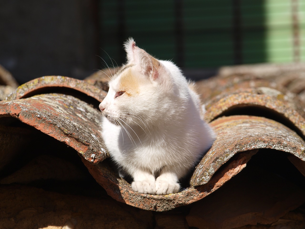 cat about roof free photo