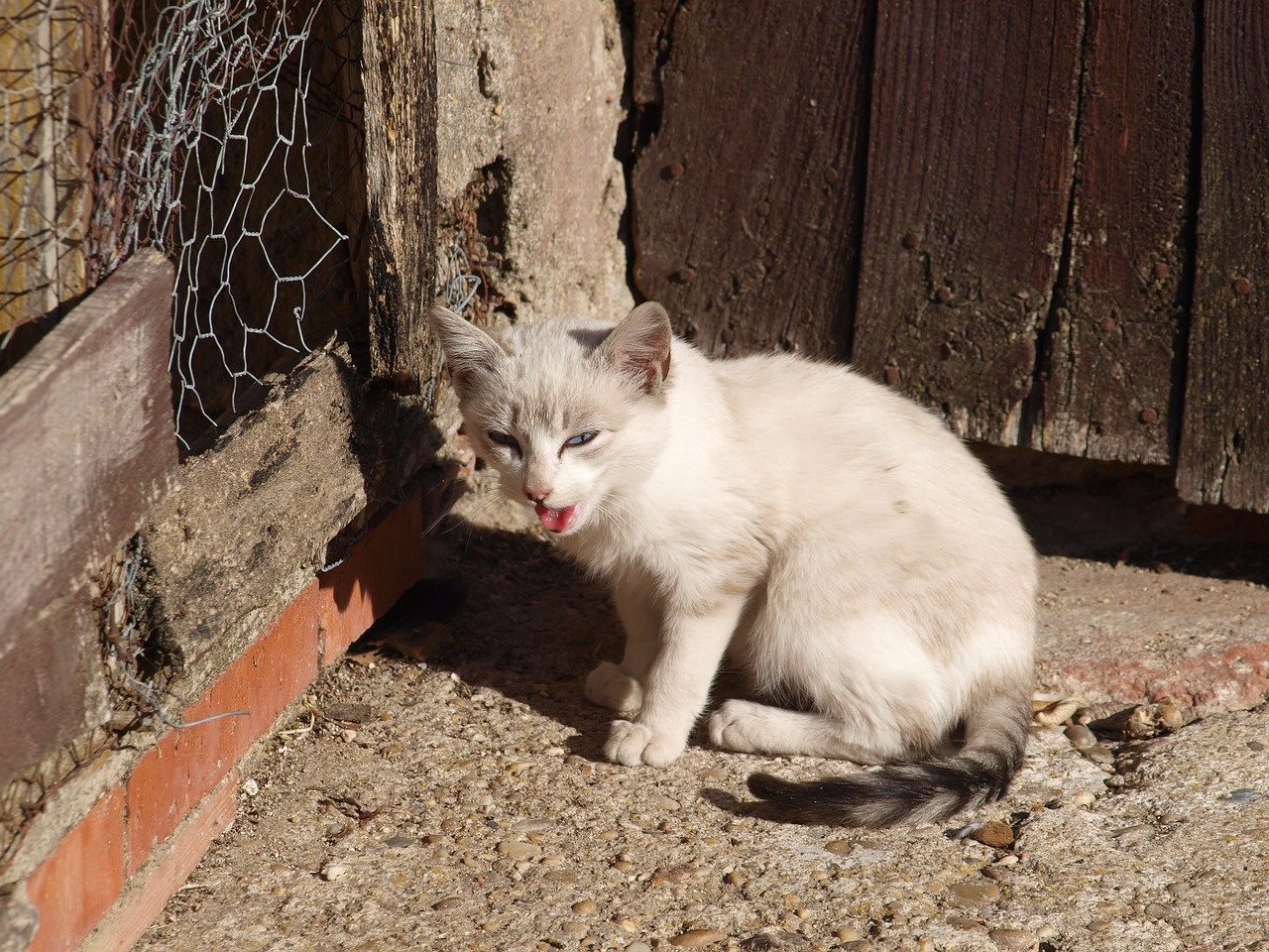 cat about roof free photo