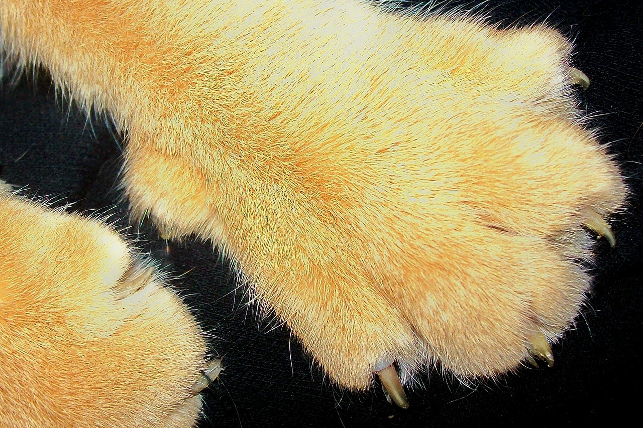 cat paw animal free photo