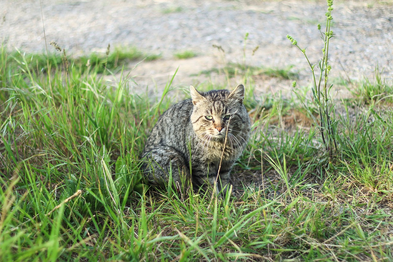 cat neck wild free photo