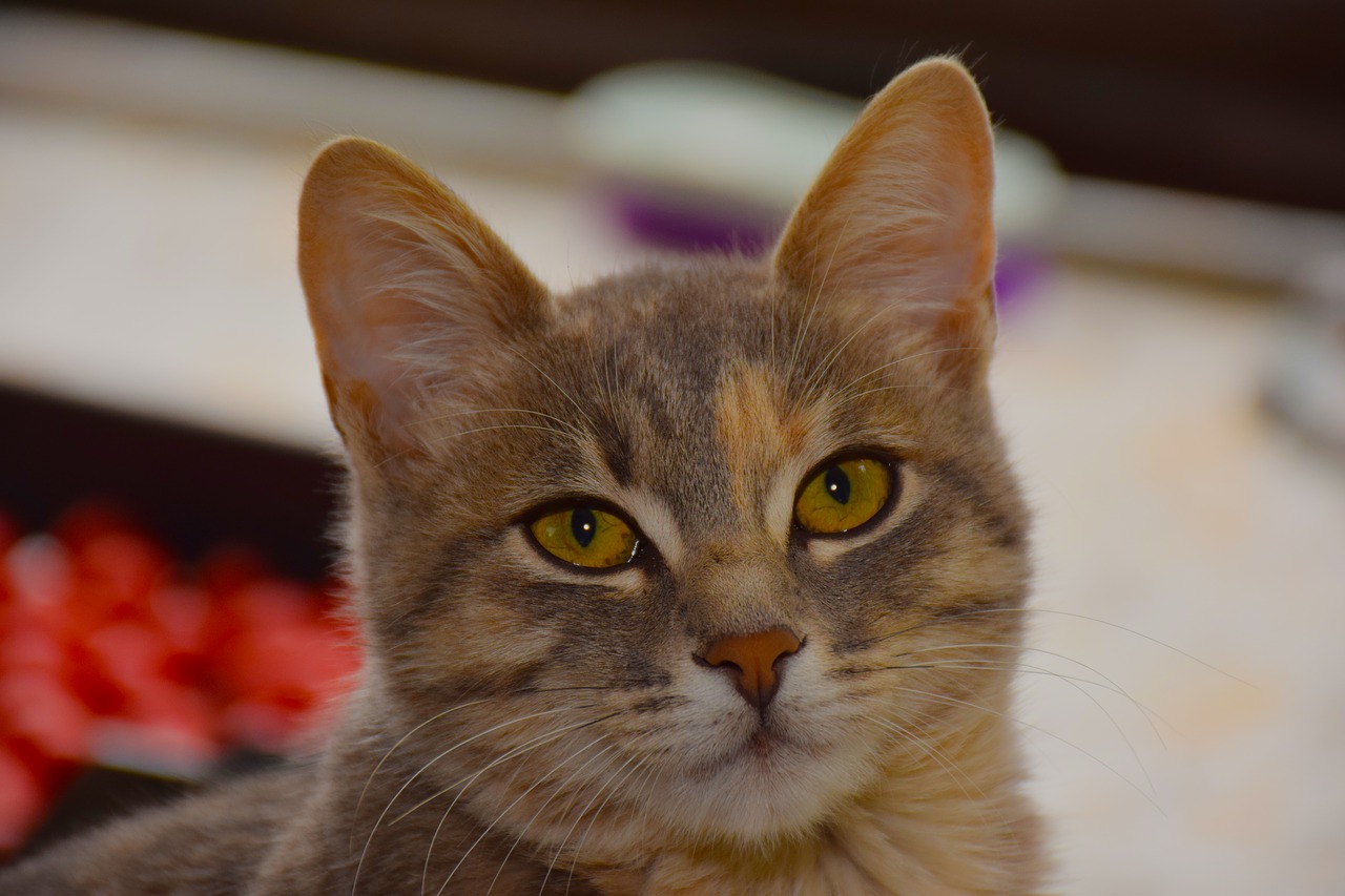 cat sweet eyes sadness free photo