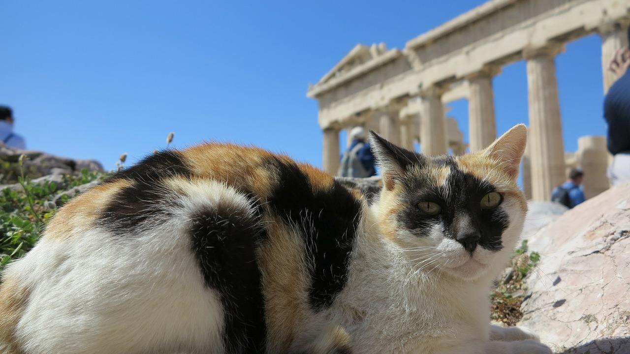 cat acropolis temple free photo
