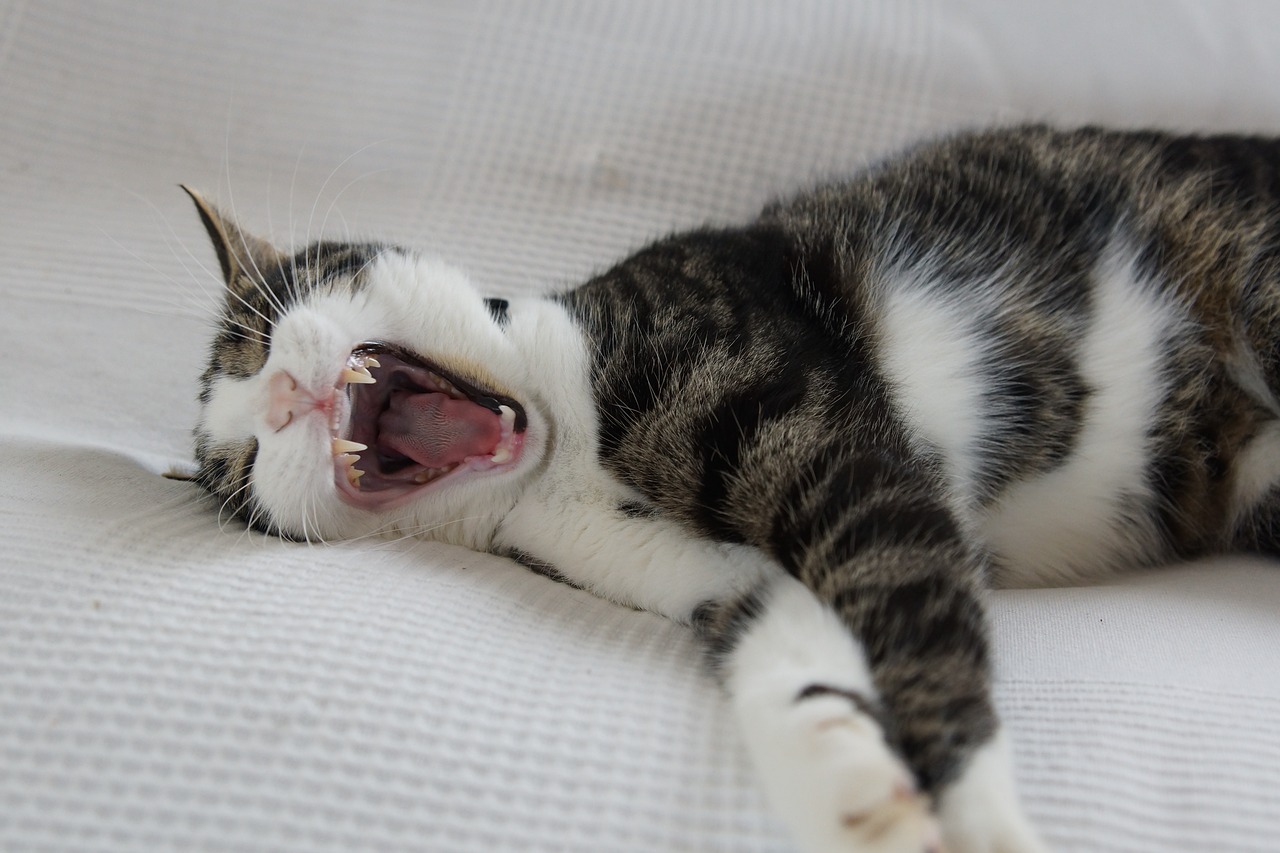 cat yawn tired free photo