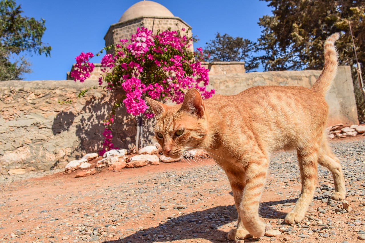 cat stray red free photo