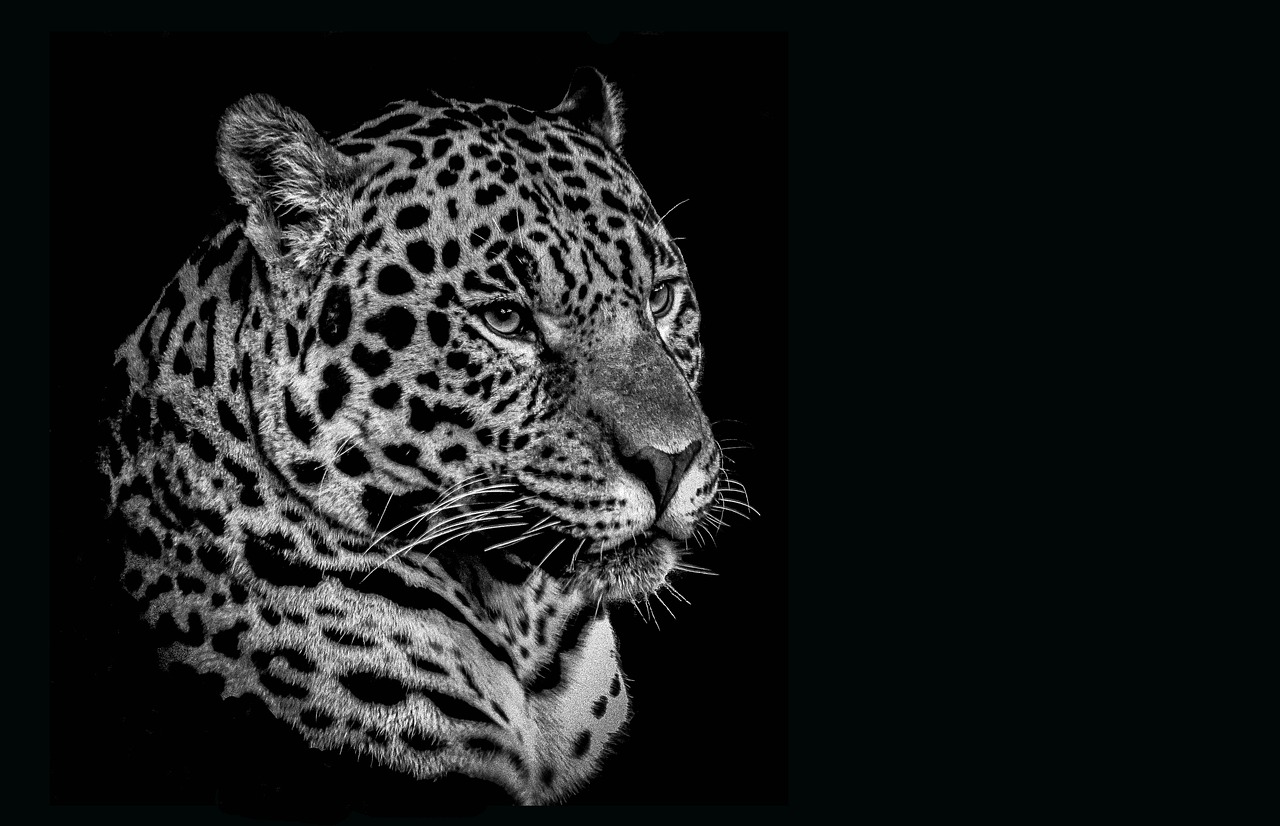 cat wildlife leopard free photo