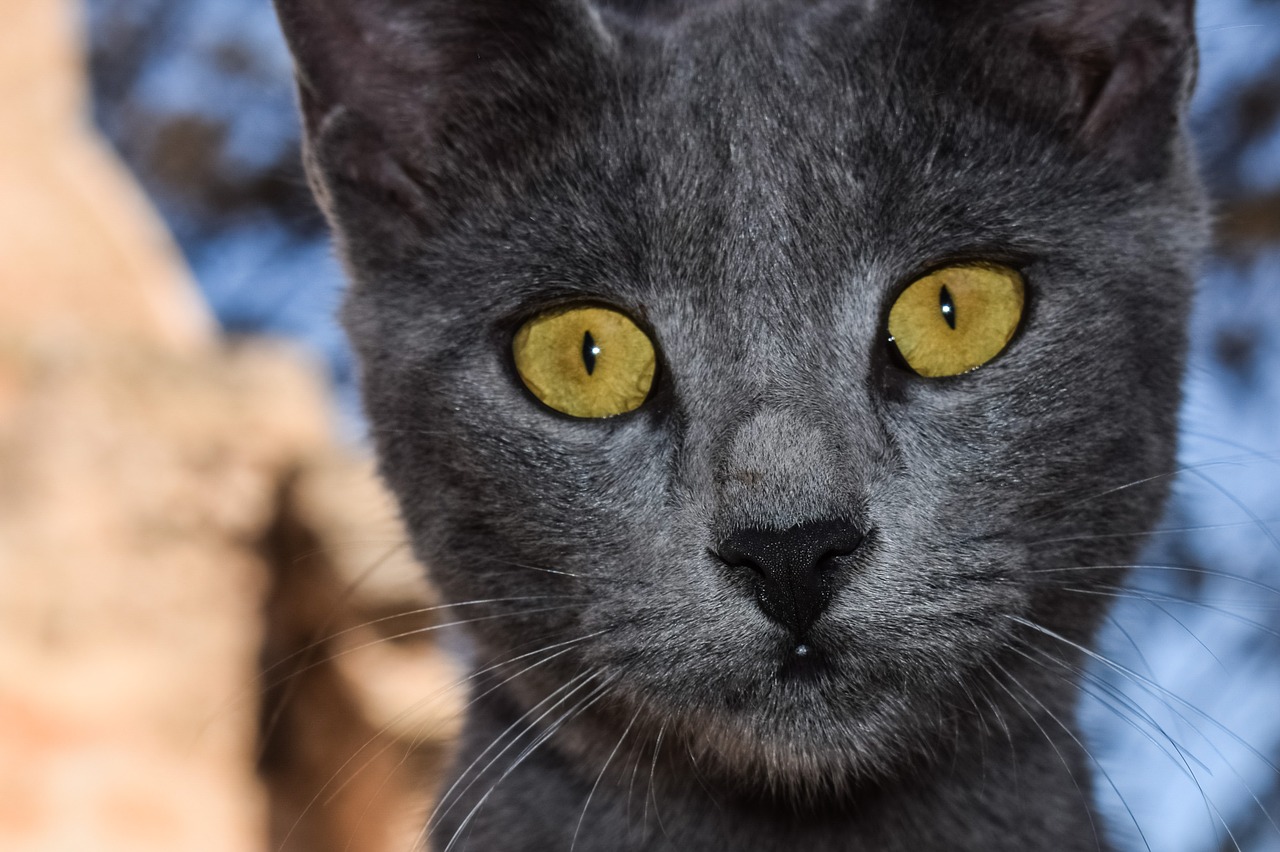 cat grey eyes free photo