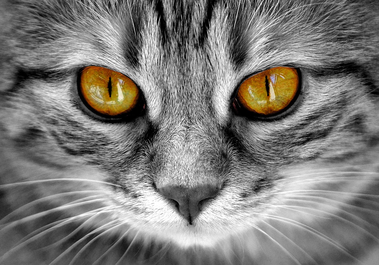 cat eyes cat's eyes free photo