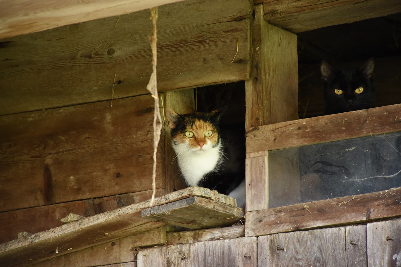 cat farmhouse cobwebs free photo