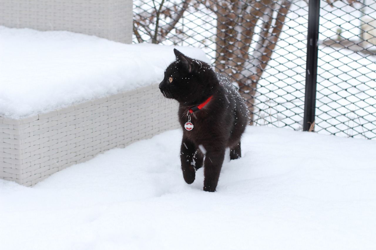 cat snow domestic cat free photo