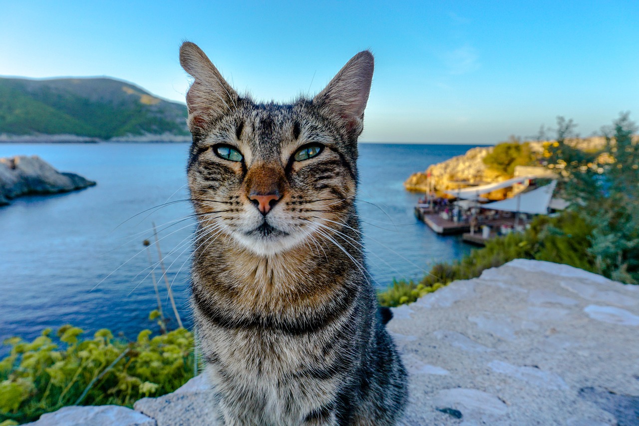 cat sea mallorca free photo