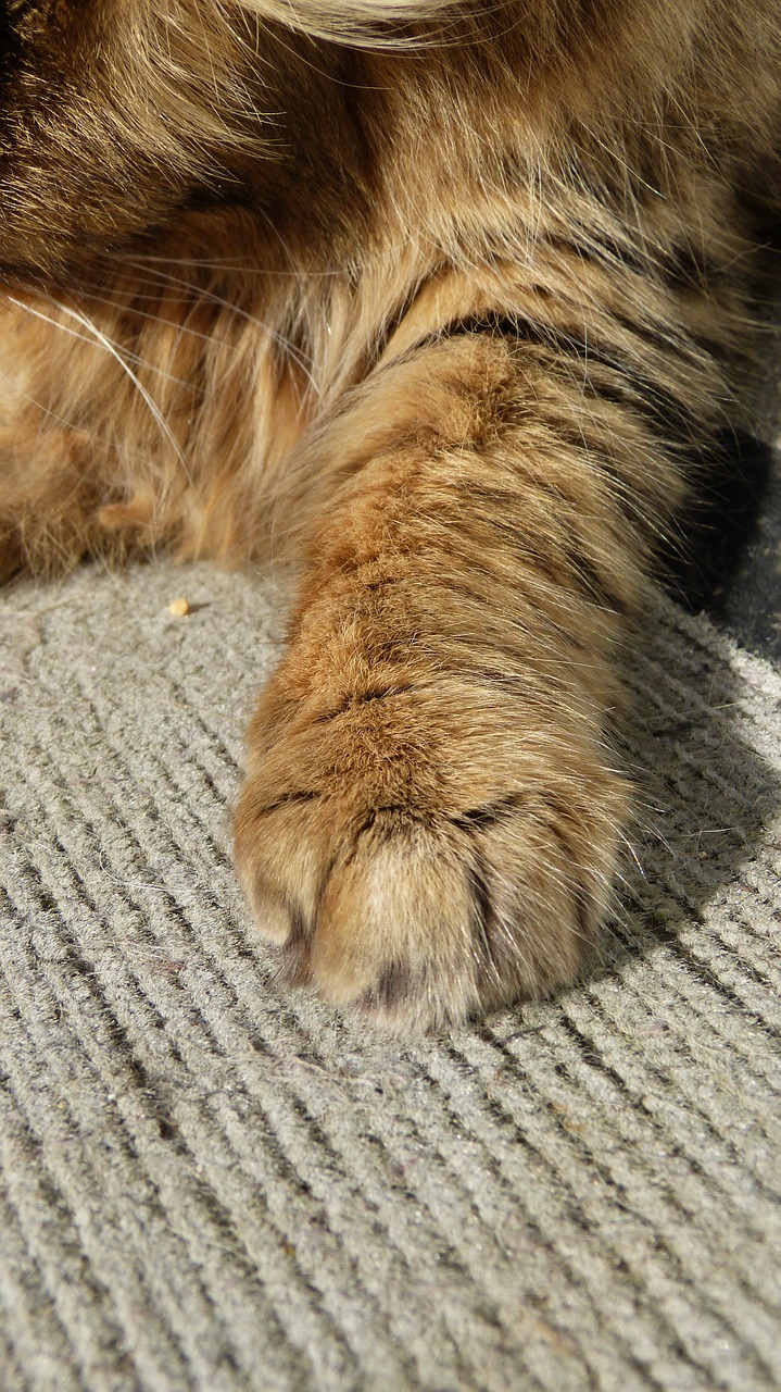 cat paw domestic animal free photo