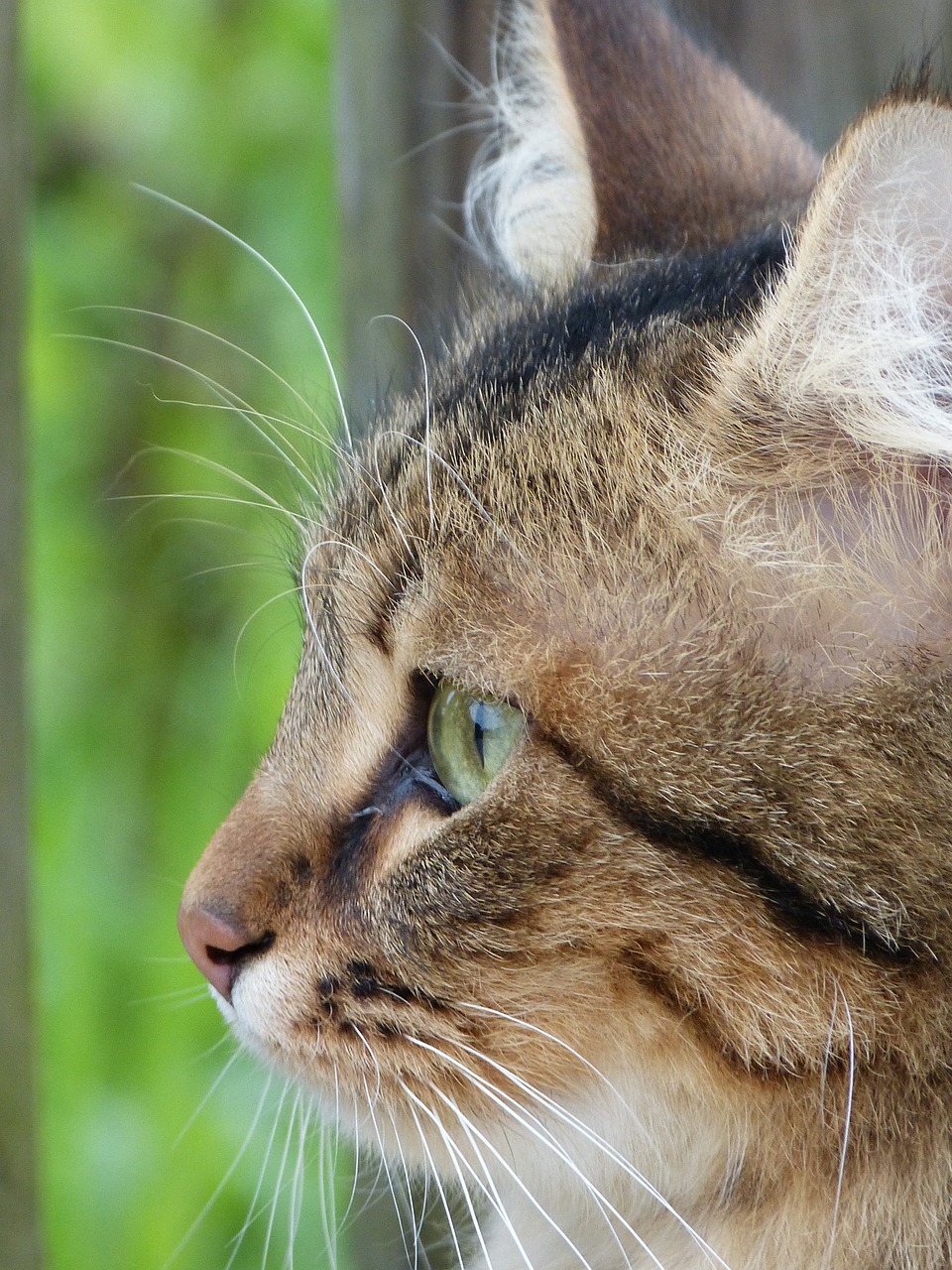 cat head green eyes free photo