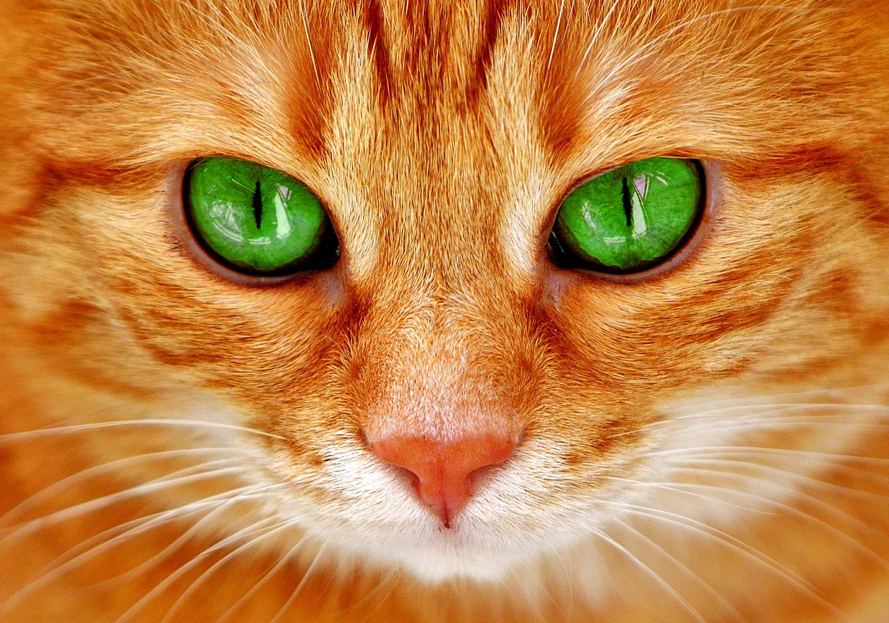 cat eyes green free photo