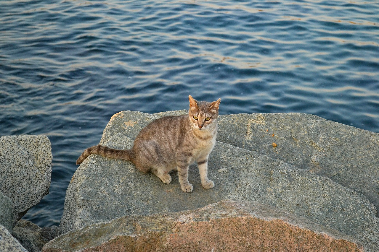 cat feral cat animal free photo