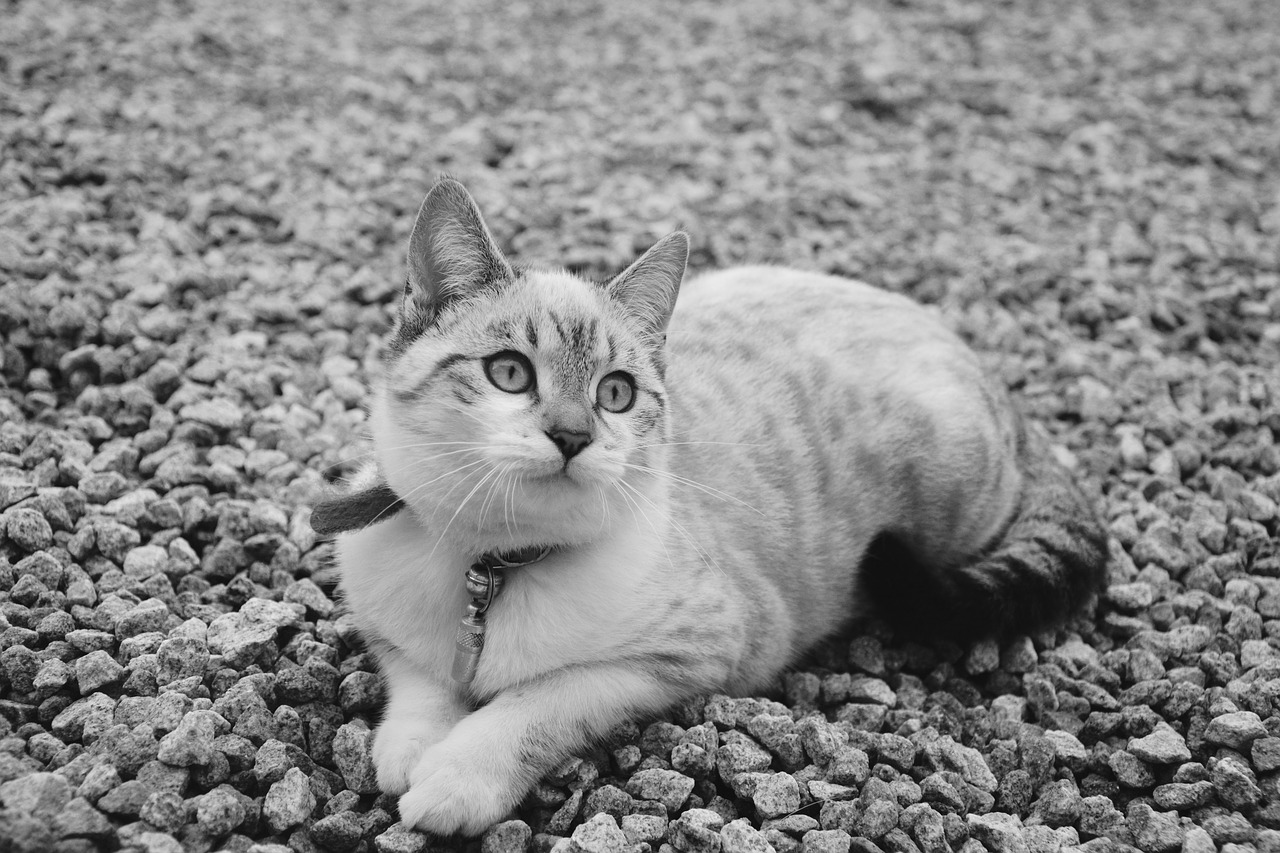 cat kitten photo black white free photo