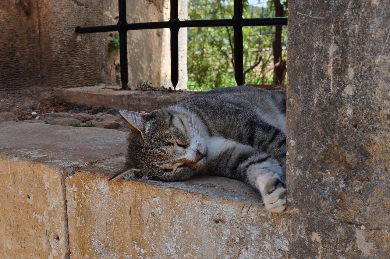 cat crete sleeps free photo