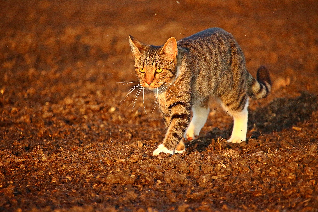 cat autumn kitten free photo