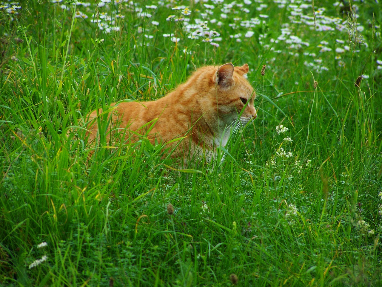 cat red tabby pets free photo