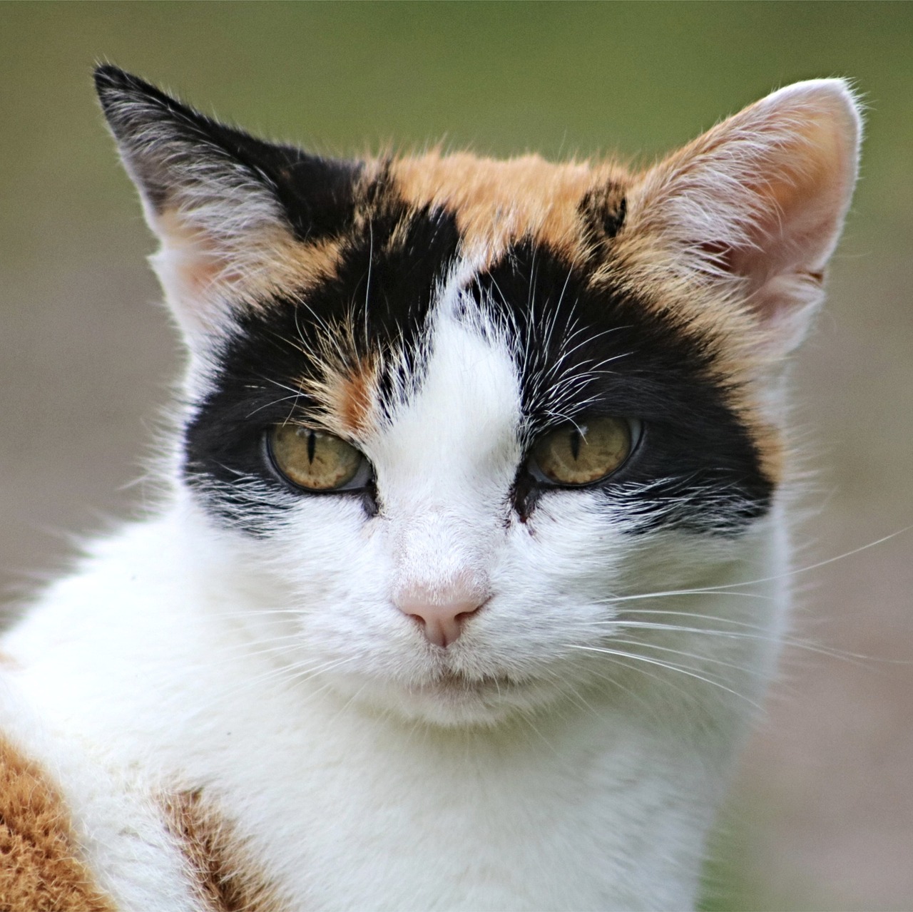 cat domestic cat portrait of cat free photo