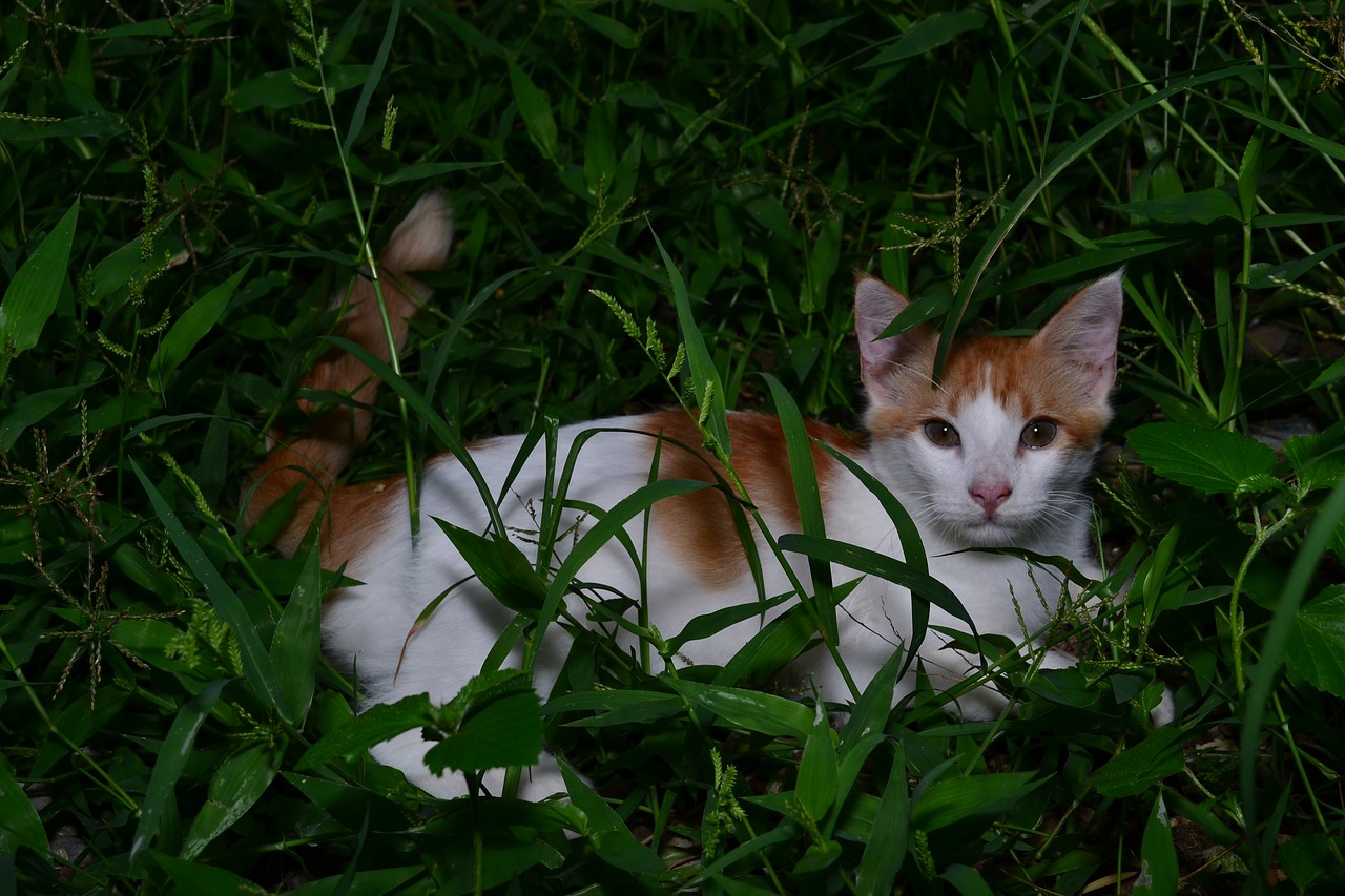 cat green grass garden free photo
