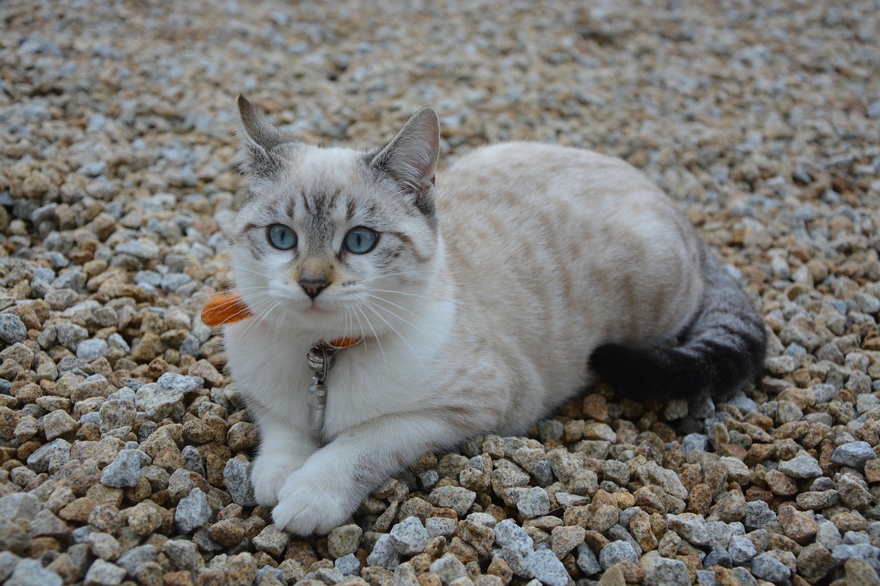 cat kitten sunset free photo