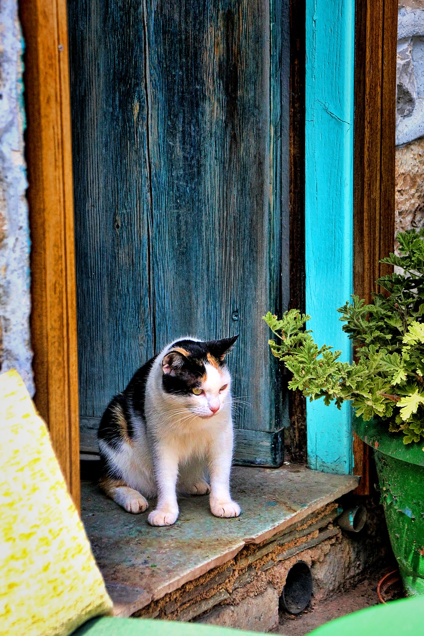 cat door lauer free photo