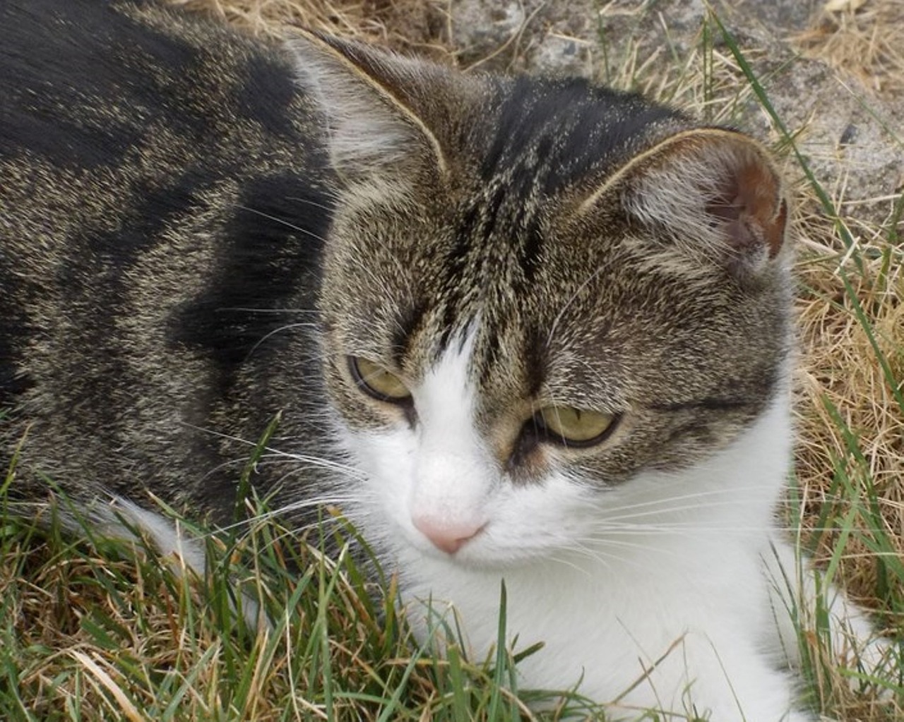 cat pet black and white cat free photo