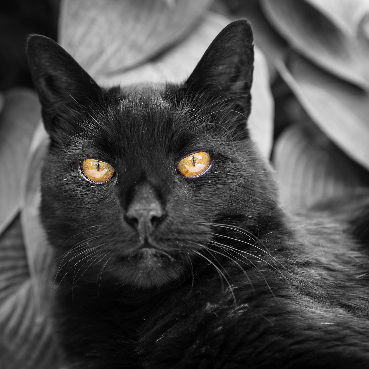 cat black cat eyes free photo