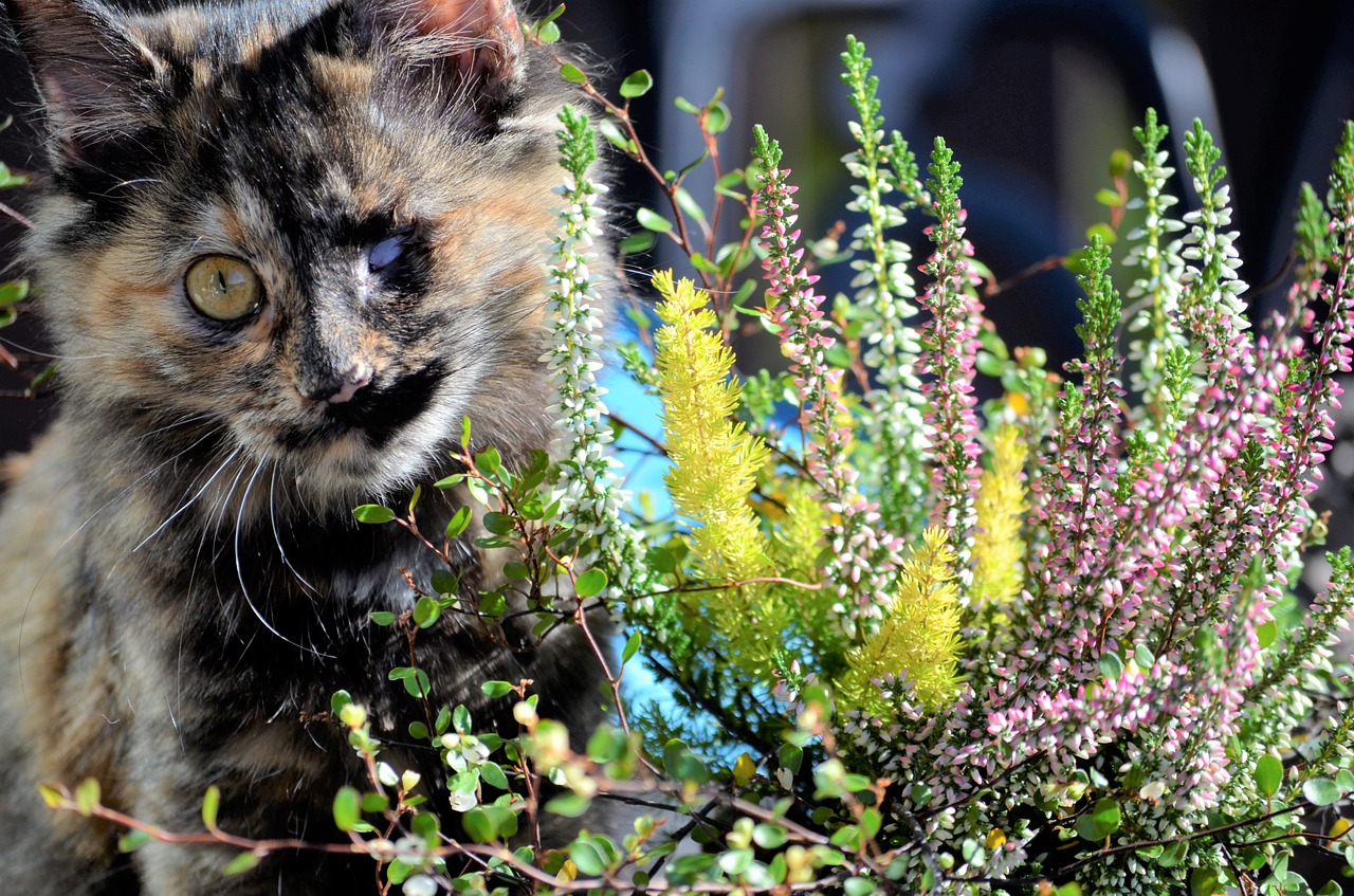 cat autumn kitten free photo