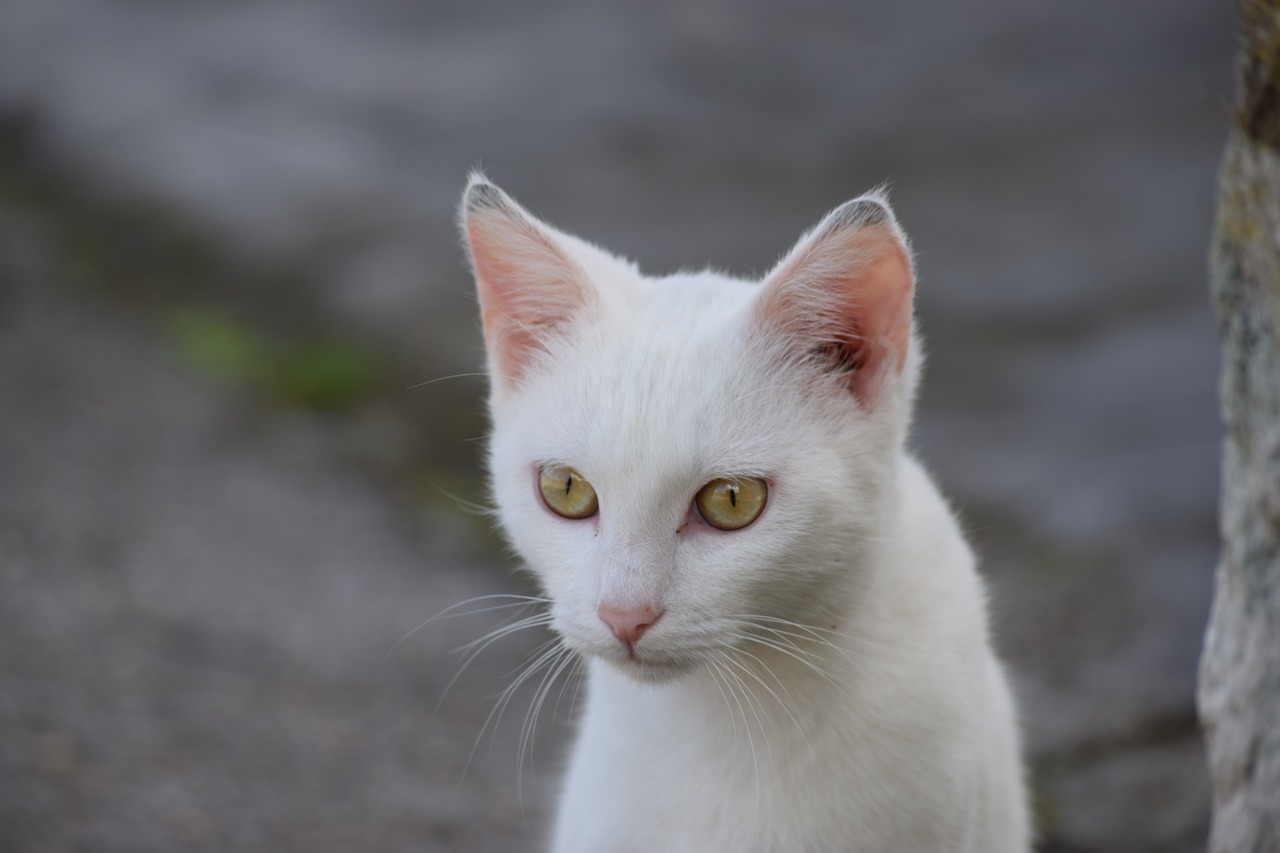 cat white eyes free photo