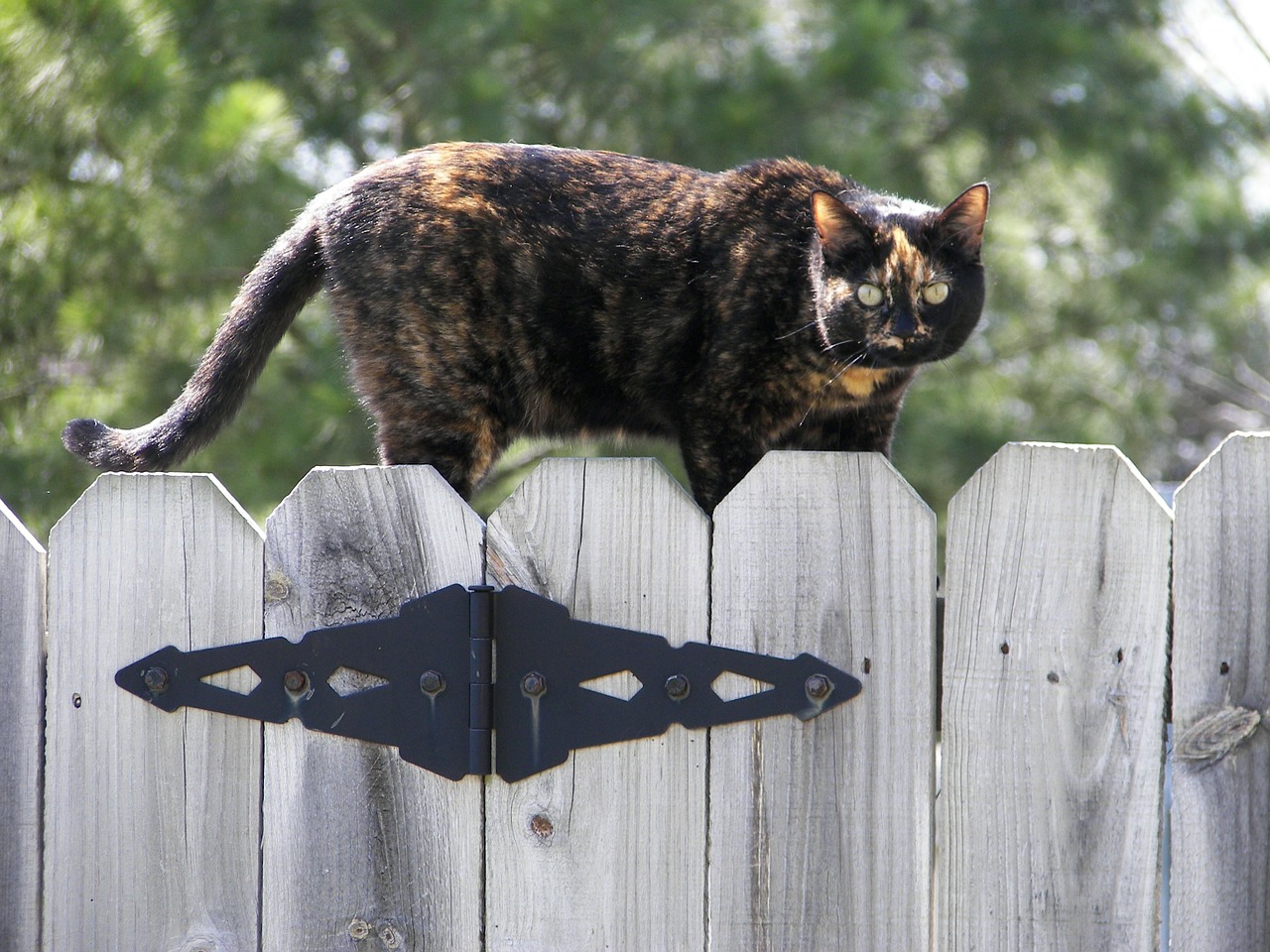 cat fence feline free photo