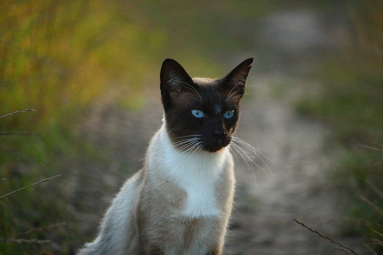 cat siam siamese cat free photo