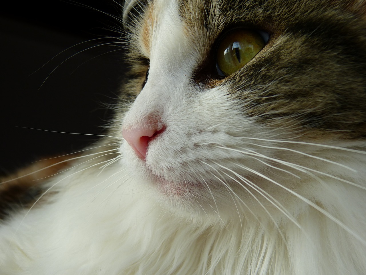cat look nose free photo