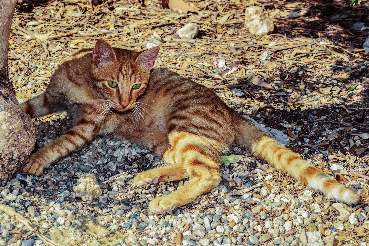 cat feral outdoor free photo