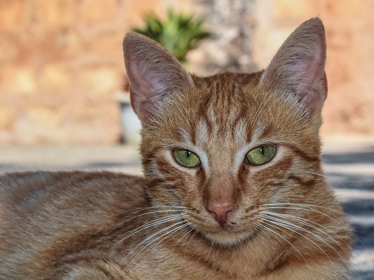 cat outdoor homeless free photo