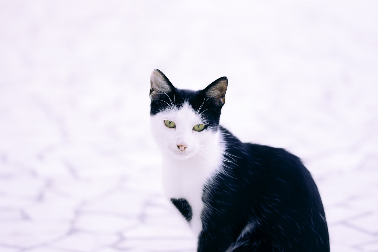 cat black white free photo