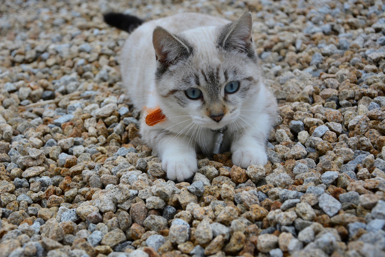 cat kitten sunset free photo